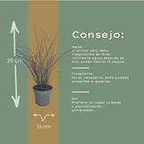 3x Miscanthus sinensis ‘Gracillimus’ – Elegant prachtriet met sierlijk overhangend blad | Potmaat 12 cm