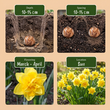 40x Narcissus Golden Ducat - Gevulde gele narcis - Geel - Voorjaarsbloeier - Bolmaat 12/14