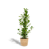 Ficus microcarpa Moclame - Ø21cm - ↕95cm + Mand Selin