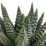 Gasteria/Haworthia mix 5,5cm - 5x - in Mexicaanse pot
