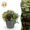 Green boutiQ - Kamerplant - Calissia repens - Kattengras - Huisdiervriendelijk - Groen - 2 Planten - met Potter Grijs - Pot 12cm - Hoogte 17-20cm