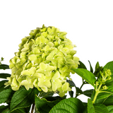 Hydrangea Paniculata Limelight Ø19cm - ↕40 - 60cm