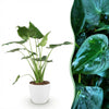 Green BoutiQ - Kamerplanten - Alocasia Cucullata - Boeddha,s hand - Weinig onderhoud - Groen - 1 Plant - met Potter Wit - Pot 21cm - Hoogte 65-70cm