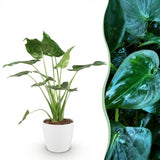 Green BoutiQ - Kamerplanten - Alocasia Cucullata - Boeddha,s hand - Weinig onderhoud - Groen - 1 Plant - met Potter Wit - Pot 21cm - Hoogte 65-70cm