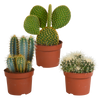 Cactus mix 10.5 cm - 3x - 12cm zonder pot