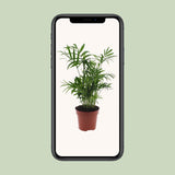 Chamaedorea Elegans - Mexicaanse Bergpalm - Ø12cm - ↕40cm