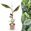 Green boutiQ - Fruitplant - Musa Ever Red - Bananenboom - Winterhard - Groen-Rood - 1 Plant - Pot 21cm - Hoogte 90cm