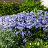 6x Phlox (S) 'Emerald Cushion Blue'- ↕10-25cm - Ø9cm