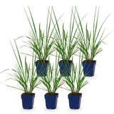 Green boutiQ - Grassen - Pennisetum alop. Black Beauty - Lampenpoetsergras - Met Pluim - Groen - 6 Planten - Pot 11cm - Hoogte 15-25cm