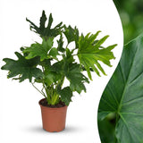 Green boutiQ - Kamerplant - Philodendron - Philodendron Lickety split - Groen - Weinig onderhoud - 1 Plant - Pot 19cm - Hoogte 70cm