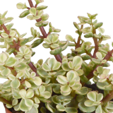 Crassula mix 8.5 cm - 3x - in witte pot