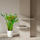Strelitzia Reginae XL - 150cm - ⌀30