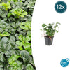 12x Pachysandra term. 'Green Sheen' - ↕10-25cm - Ø9cm