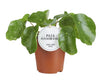 Pilea Sugar - Ø13cm - ↕20cm