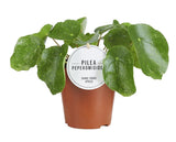 Pilea Sugar - Ø13cm - ↕20cm