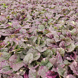 24x Ajuga reptans 'Burgundy Glow' - ↕10-25cm - Ø9cm