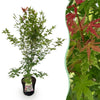 Green boutiQ - Tuinplant - Acer palmatum Phoenix - Japanse Esdoorn - Bladverliezend - Groen - Rood - 1 - Pot 26cm - Hoogte 90cm