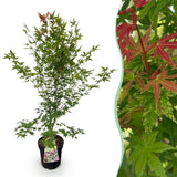Green boutiQ - Tuinplant - Acer palmatum Phoenix - Japanse Esdoorn - Bladverliezend - Groen - Rood - 1 - Pot 26cm - Hoogte 90cm