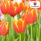 Tulpenbollen Dow Jones — rood-geel gestreept, 20 stuks (maat 11/12)