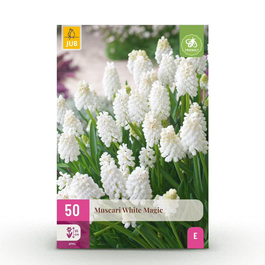 Muscaribollen White Magic — wit, 50 stuks (bolmaat 6/7)