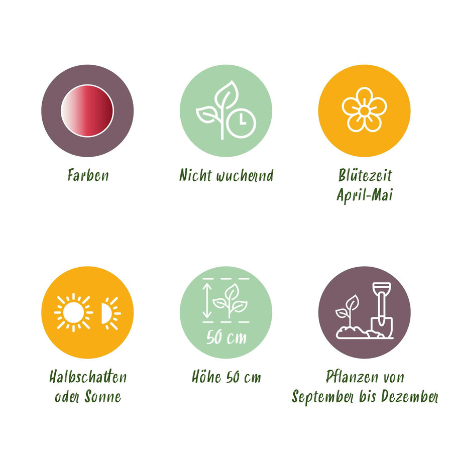 Tulpenbollen Hemisphere mix — gemengde kleuren, 12 stuks (bolmaat 11/12)