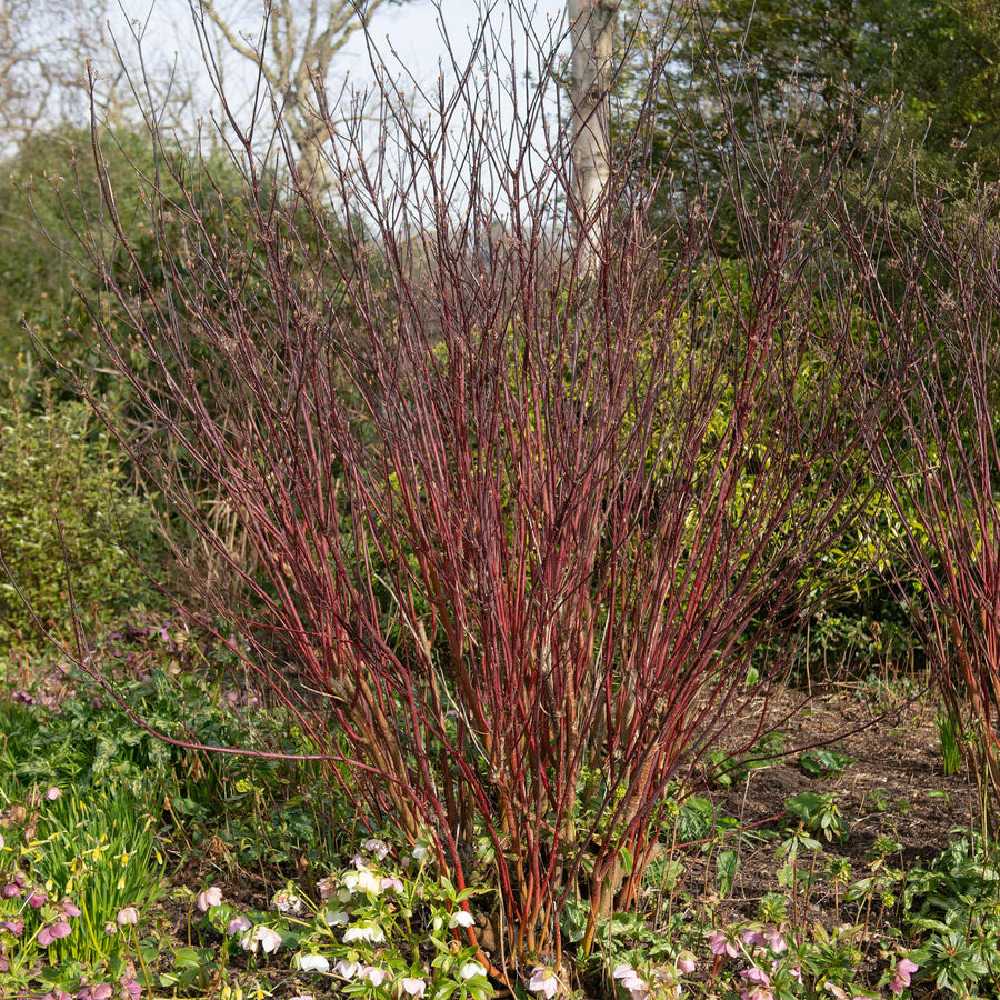 Cornus alba Kesselringii – 45 cm hoog (foto 4)
