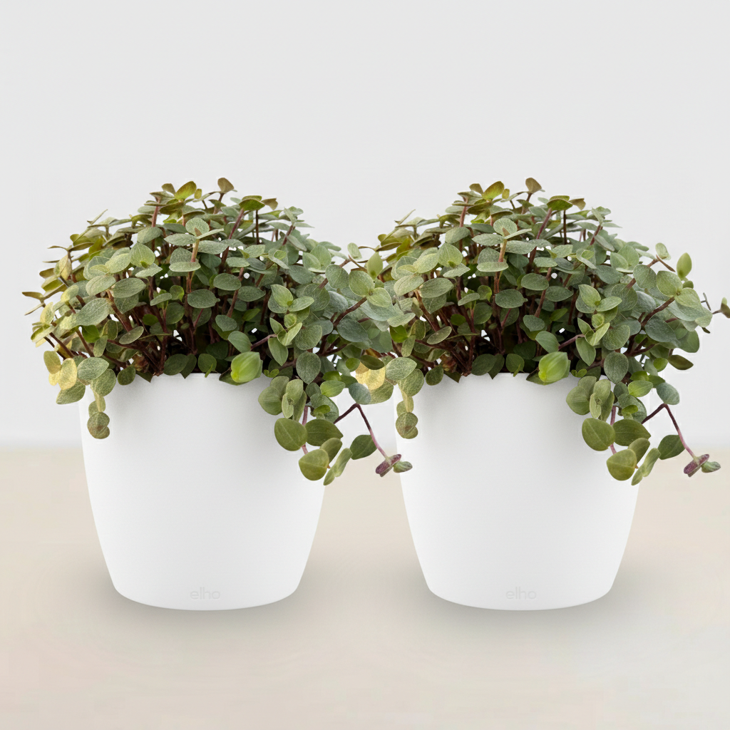 Green boutiQ - Kamerplant - Calissia repens - Kattengras - Huisdiervriendelijk - Groen - 2 Planten - met Potter Wit - Pot 12cm - Hoogte 17-20cm