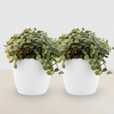 Green boutiQ - Kamerplant - Calissia repens - Kattengras - Huisdiervriendelijk - Groen - 2 Planten - met Potter Wit - Pot 12cm - Hoogte 17-20cm