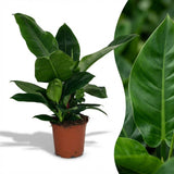 Green boutiQ - Kamerplant - Philodendron - Philodendron Imperial Green - Groen - Weinig onderhoud - 1 Plant - Pot 19cm - Hoogte 65cm