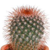 Cactus en vetplanten mix 5.5 cm | 15 stuks - zonder pot