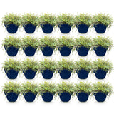 Green boutiQ - Vasteplant - Thymus praecox Minor - KruipTijm - Geurend - Roze - 24 Planten - Pot 11cm - Hoogte 15-25cm