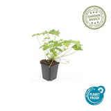 48x Geranium macr. 'Czakor' - ↕10-25cm - Ø9cm
