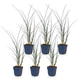 Green boutiQ - Grassen - Miscanthus sin. Gracillimus - Pampusgras - Met Pluim - Groen - 6 Planten - Pot 11cm - Hoogte 15-25cm