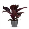 Green boutiQ - Kamerplant - Philodendron - Philodendron Imperial Red - Rood - Weinig onderhoud - 1 Plant - met Potter Grijs - Pot 19cm - Hoogte 60cm