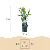 Green boutiQ - Tuinplant - Hibiscus syriacus Oiseau Blue - Tuin Hibiscus - Winterhard - Blauw - 3 Planten - Pot 17cm - Hoogte 45cm