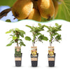 Green boutiQ - Fruitplant - Actinidia Weiki & Golden Kiwi - Kiwiplant - 1 Mannelijke - 2 Vrouwelijke - Planten - Geel - Pot 15cm - Hoogte 50cm