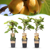 Green boutiQ - Fruitplant - Actinidia Weiki & Golden Kiwi - Kiwiplant - 1 Mannelijke - 2 Vrouwelijke - Planten - Geel - Pot 15cm - Hoogte 50cm