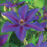 Green boutiQ - Klimplant - Clematis Mrs. N. Thompson - Bloem Roze - Weinig onderhoud - 2 planten -Pot 11cm Hoogte 40cm