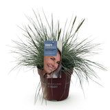 Green boutiQ - Siergrassen - Festuca glauca Intense Blue- Blauw - 1 Plant - Groenblijvend - Winterhard - Pot 17cm Hoogte 50cm
