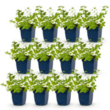 Green boutiQ - Vasteplant - Nepeta faassenii Walker's Low - Kattenkruid - Bijen en Vlinderlokkers - Blauw - 12 Planten - Pot 11cm - Hoogte 15-25cm
