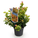Green boutiQ - Tuinplant - Leucothoe Curly Gold - Geel - 1 Plant - Groenblijvend - Weinig Onderhoud - Pot 17cm Hoogte 40cm