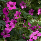 24x Geranium sang. 'Max Frei' - ↕10-25cm - Ø9cm