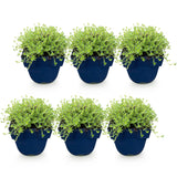 Green boutiQ - Vasteplant - Thymus praecox Albiflorus - Witte kruiptijm - Geurend - Wit - 6 Planten - Pot 11cm - Hoogte 15-25cm