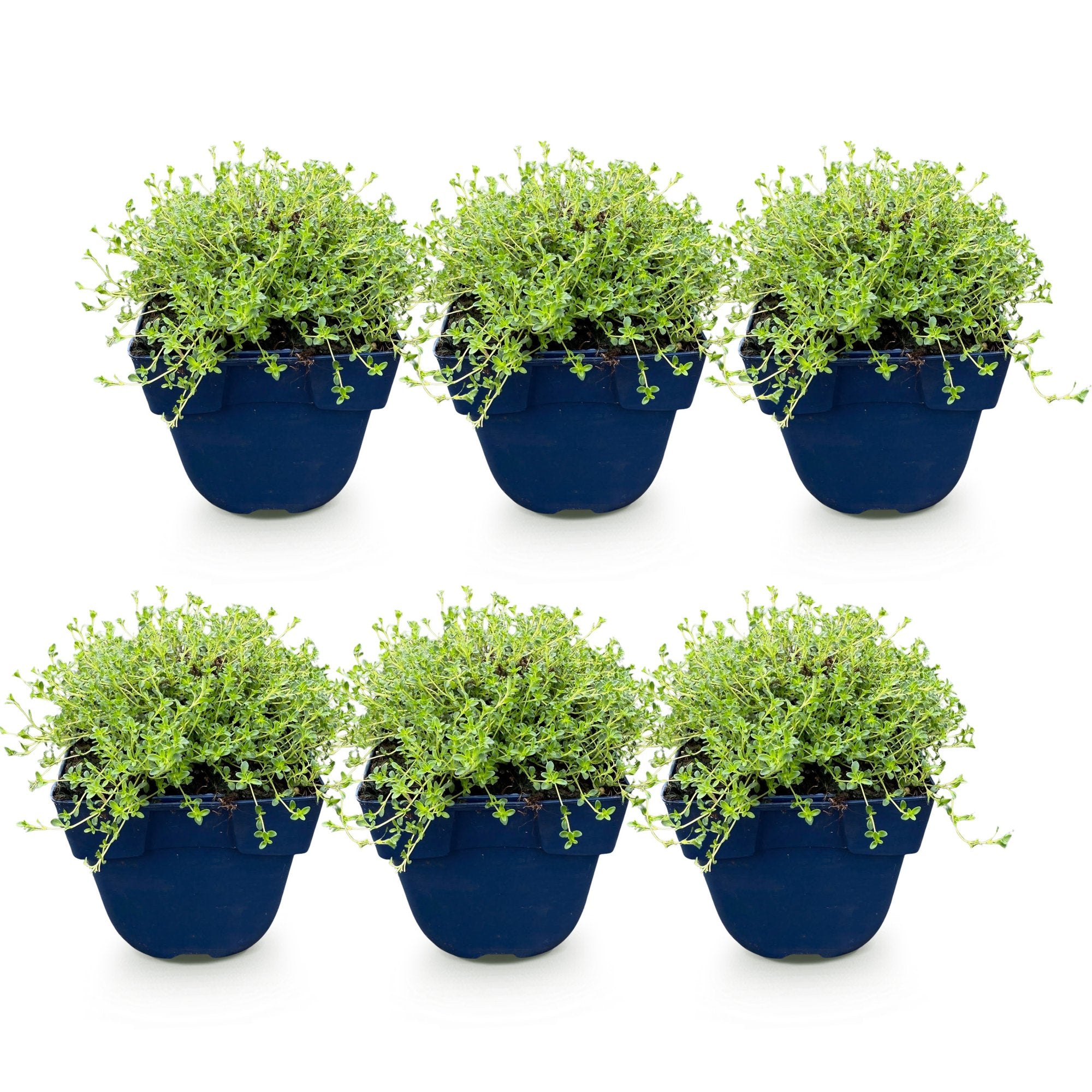 Green boutiQ - Vasteplant - Thymus praecox Albiflorus - Witte kruiptijm - Geurend - Wit - 6 Planten - Pot 11cm - Hoogte 15-25cm