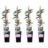 4x - Lonicera henryi - ↨65cm - Ø15