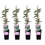 4x - Lonicera henryi - ↨65cm - Ø15