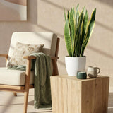 Green BoutiQ - Kamerplanten - Sansevieria Laurentii - Vrouwentong - Weinig onderhoud - Groen - 1 Plant - met Potter Wit - Pot 21cm - Hoogte 70-80cm