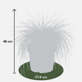 Festuca glauca Azura Blue - Ø19cm - ↕40cm - Ø19 - ↨40cm