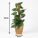 Green boutiQ - Kamerplant - Monkey Mask - Monstera Andansonii Mosstok - Groen - Weinig onderhoud - 1 Plant - met Mand - Pot 19cm - Hoogte 90cm