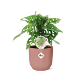 Monstera ‘Monkey Leaf’ in ELHO Vibes Fold 14cm roze